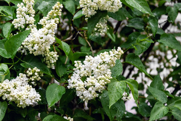 Bushes of white lilac close-up. Nature after spring rain. Selective soft focus