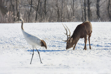 釧路の雪の中でエゾシカとタンチョウが遭遇