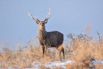 野付半島、草原の中のエゾシカが見つめる