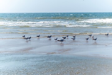 seagulls on the beach