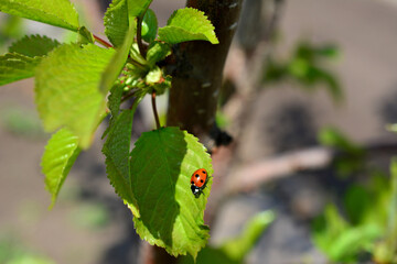 red ladybug on the green leaf of cherry tree isolated, copy space