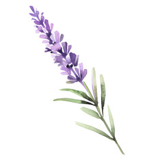 Fototapeta na wymiar water color lavender isolated in white background