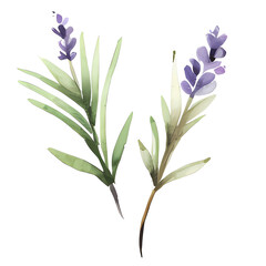 Naklejka na ściany i meble water color lavender isolated in white background