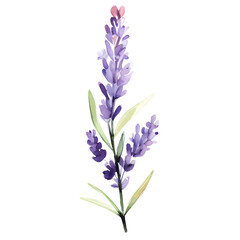 water color lavender isolated in white background