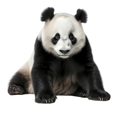 Naklejka premium close up of a panda isolated on transparent background cutout