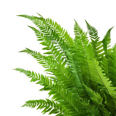 fern leaf isolated on transparent background cutout