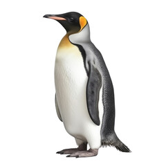 Fototapeta premium penguin isolated on transparent background cutout