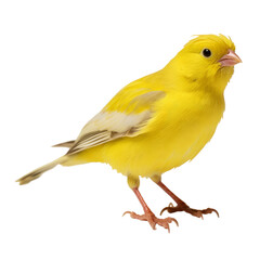 yellow bird isolated on transparent background cutout