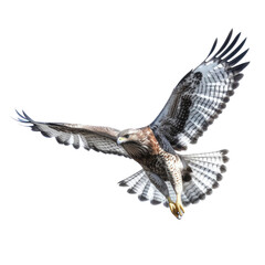 Fototapeta premium bird of prey isolated on transparent background cutout