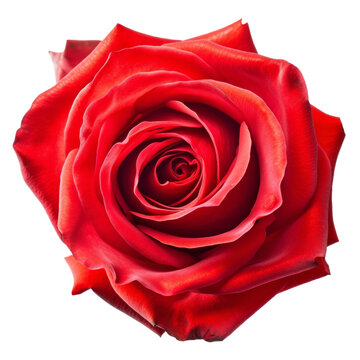 single red rose isolated on transparent background cutout