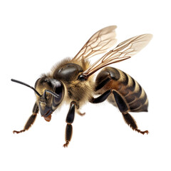 a bee isolated on transparent background cutout