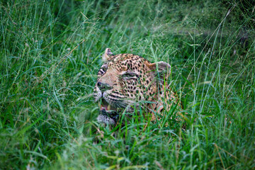 Portrait of a Leopard in the grass