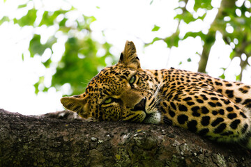 Sleepy Leopard