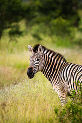 zebra eating grass