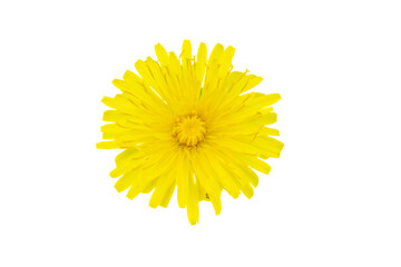yellow flower of a dandelion on a transparent isolated background. png