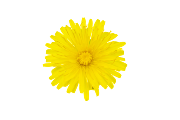yellow flower of a dandelion on a transparent isolated background. png