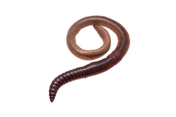 Lumbricus terrestris on a transparent isolated background. png