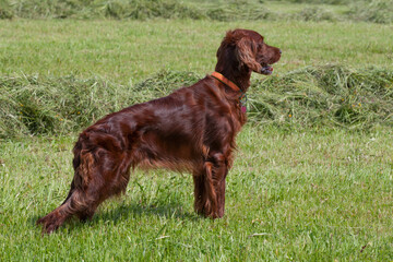 A beautiful, shiny Irish Setter stands in the sunshine among the haystacks on the mown meadow,...