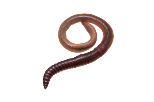 Lumbricus terrestris on a transparent isolated background. png