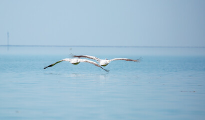 Flying pelicans in the blue sky. Waterfowl at the nesting site. A flock of pelicans walks on a blue lake.