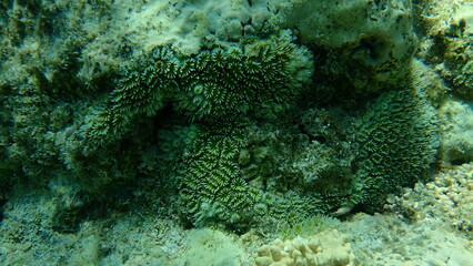 Crystal coral or octopus coral, fluorescence grass coral, galaxy coral (Galaxea fascicularis) undersea, Red Sea, Egypt, Sharm El Sheikh, Nabq Bay