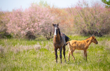 A herd of horses graze in the meadow in summer, eat grass, walk and frolic. Pregnant horses and foals, livestock breeding concept.