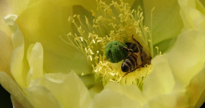 A bee foraging a (Opuntia ficus-indica) flower