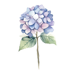 watercolor hydrangea flowers transparency no background png