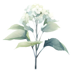 watercolor hydrangea flowers transparency no background png