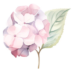 watercolor hydrangea flowers transparency no background png