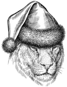 Vintage engraving isolated lion king set dressed christmas illustration ink santa costume sketch. Africa wild cat background animal silhouette new year hat art. Black and white hand drawn image