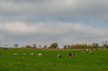 Fototapeta premium cows on pasture