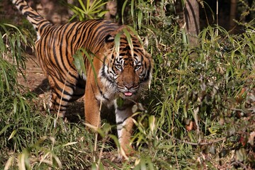 竹藪から覗くスマトラトラ