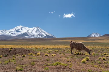Fotobehang Chilean llama © Mario Carbone