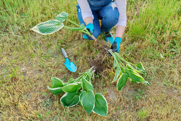 Close-up of spring dividing and planting bush of hosta plant
