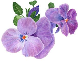 Flowers of pansies, violets - buds and leaves on a transparent background. Collage of flowers and leaves. Use printed materials, signs, objects, websites, maps. - 608193010