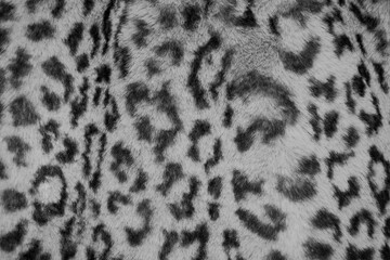 Beautiful leopard Black and white Animal print  fur background texture	
