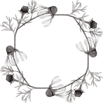 Round frame of chamomile flowers - on a transparent background. Line drawing illustration, decorative composition. Use printed materials, signs, objects, websites, maps.