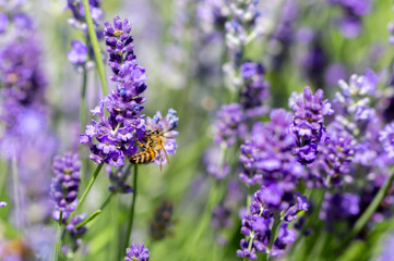 Spring lavender flowers under sunlight. Bees pollinate flowers and collect pollen. Lavender honey. Beautiful landscape of nature with a panoramic view. Hi spring. long banner