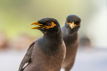 Isolated close up portrait of a couple of mature common/ Indian myna birds in domestic surroundings- Rehovot Israel