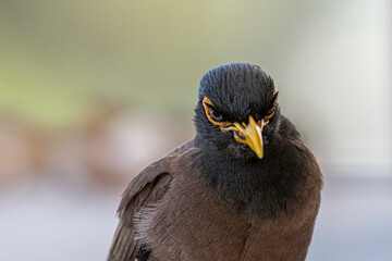 Isolated close up portrait of a single mature common/ Indian myna bird in domestic surroundings- Rehovot Israel