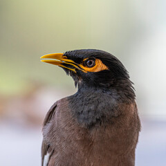 Isolated close up portrait of a single mature common/ Indian myna bird in domestic surroundings- Rehovot Israel