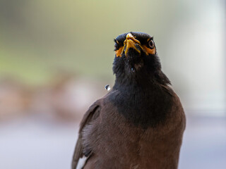 Isolated close up portrait of a single mature common/ Indian myna bird in domestic surroundings- Rehovot Israel