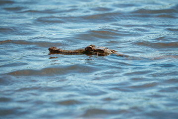 Corcovado National Park, Costa Rica - March, 2023: Landscapes and wildlife in Costa Rica. A closeup photo on a crocodile.