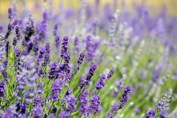Fototapeta na wymiar Spring lavender flowers under sunlight. Lilac flowers close up. Beautiful landscape of nature with a panoramic view. Hi spring. long banner