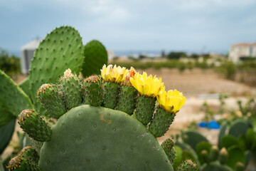 Fleurs de cactus sur l'île de Chypre