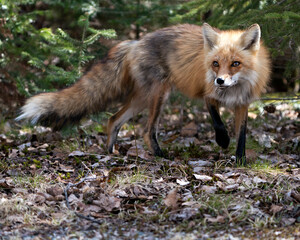 Red Fox Photo Stock. Fox Image. Close-up profile side view in the spring season with coniferous branches background and enjoying its environment and habitat. Picture. Portrait.