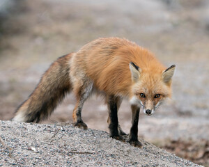 Red Fox Photo Stock. Fox Image.  Close-up profile view standing on gravel in the spring season...