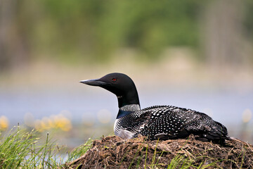 Common Loon Photo Stock. Nesting on its nest with marsh grasses, mud and water by the lake shore in its environment and habitat with a blur water background. Common Loon Nest Image.  Loon in Wetland. 