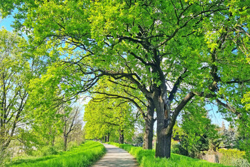Fototapeta premium Beautiful green trees with a walking path.